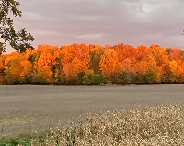 Autumn trees with vibrant orange leaves border a field