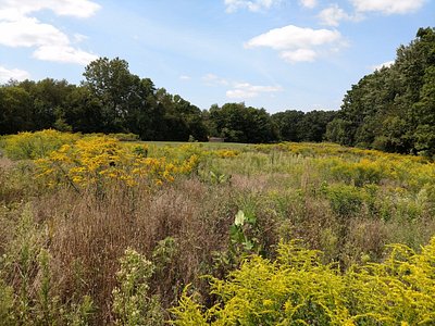 A field with tall grasses and yellow wildflowers