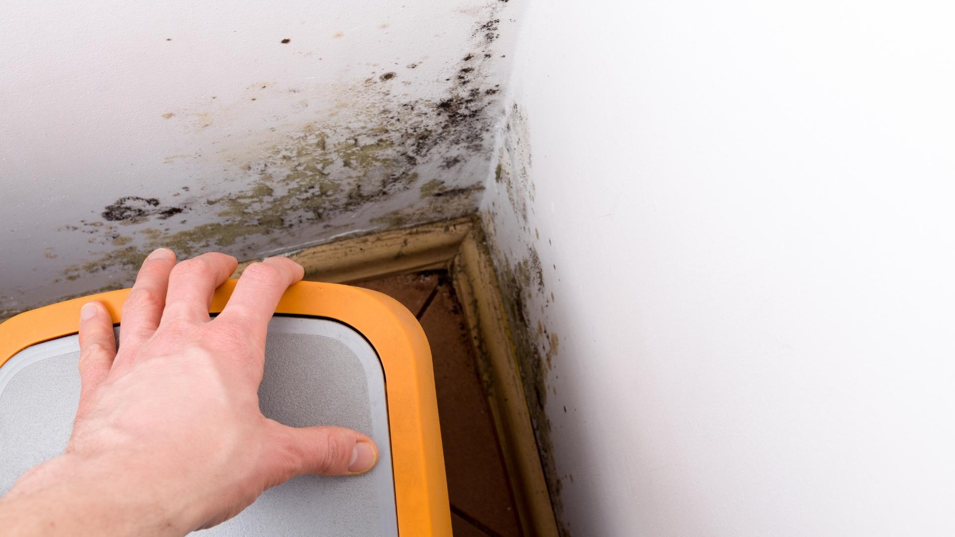 A hand moves a trash bin in a corner of a room with visible mold and mildew growing